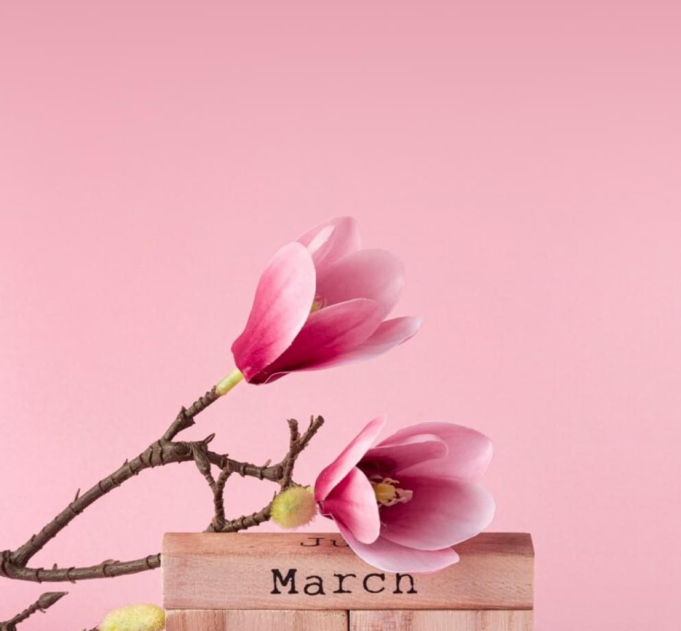 Красивые розовые цветы на ветке